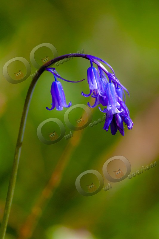 bluebell Hyacinthhoides non-scripta-48 - Plants and trees