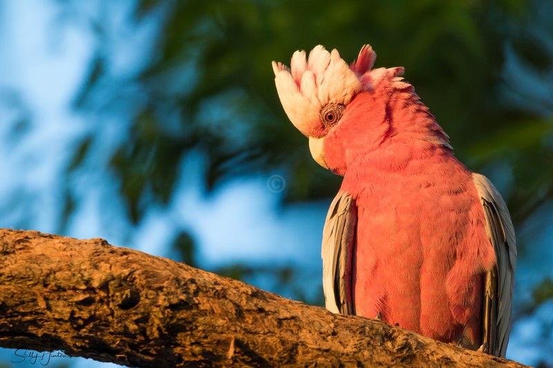 Galah Portrait