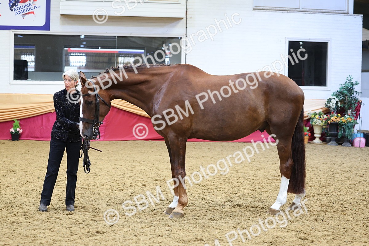 SBM_22724 - Class 903 - Supreme Final - IH Pre Vet