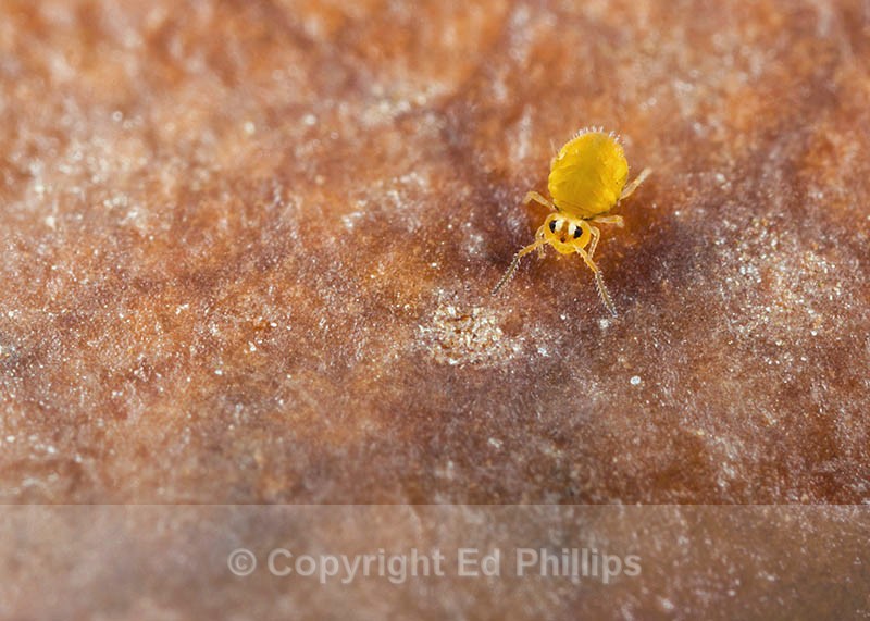 Sminthurinus aureus - Sminthurinus aureus