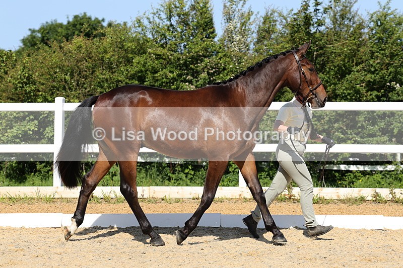 1X9A0828 - Class 4: Youngstock 1, 2, 3 year old to exceed 153cm
