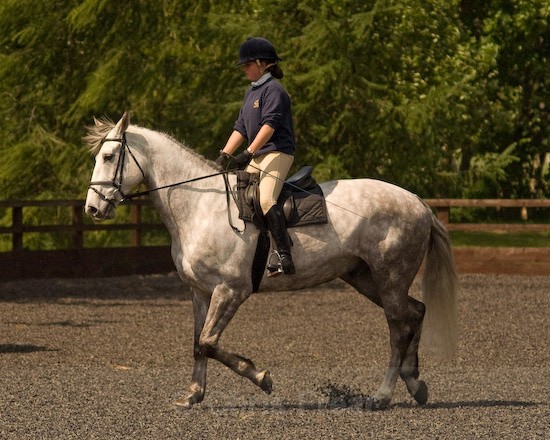 18 - Equestrian Photography