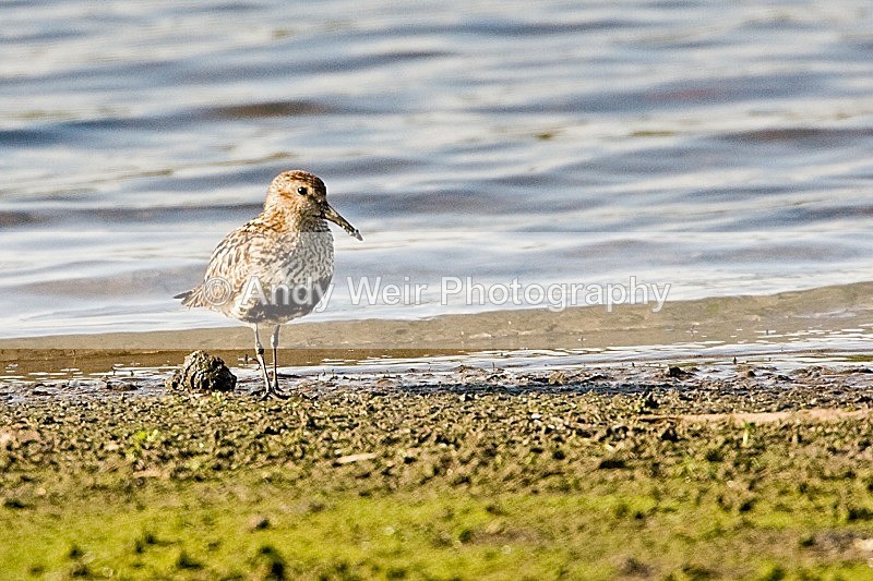 20080715-020 - Other Waders