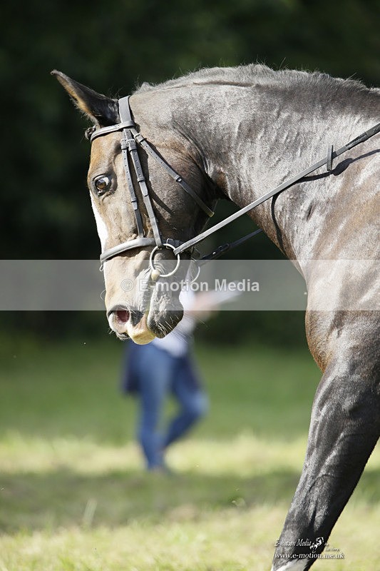 BVRC 120921 258 - Bourne Valley Riding Club UA Dressage & Show Jumping 12/09/21