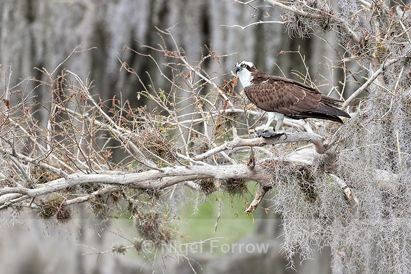 Osprey near Middleton's Fish Camp, Blue Cypress Lake, Florida - Osprey