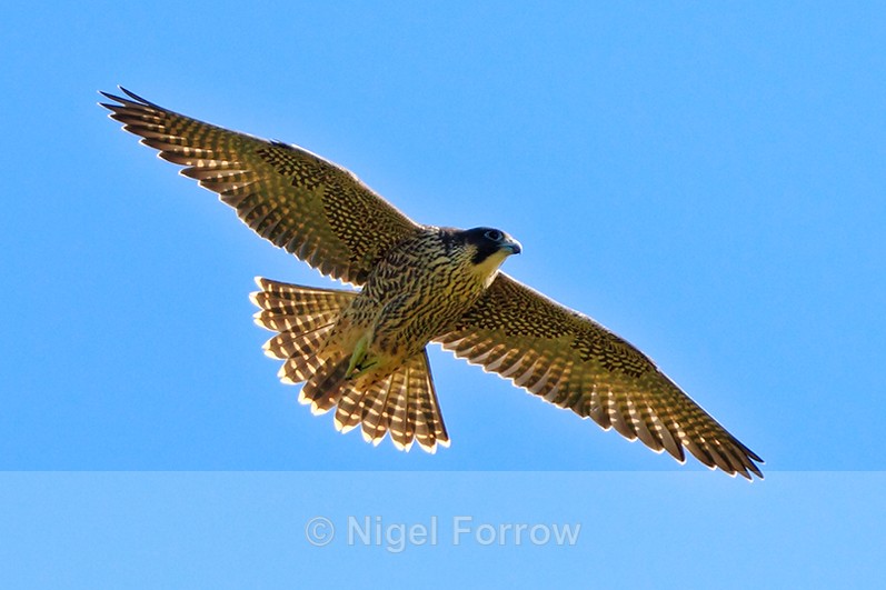 Peregrine (juvenile) in flight at Durlston - Peregrine Falcon