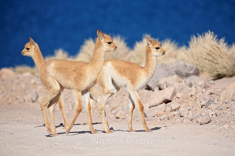 Young Vicunas, close view, Chile - Vicuna