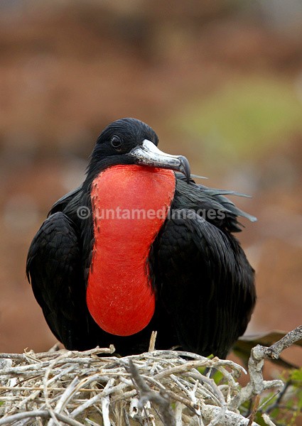 Magnificent Frigatebird 2 - Galapágos
