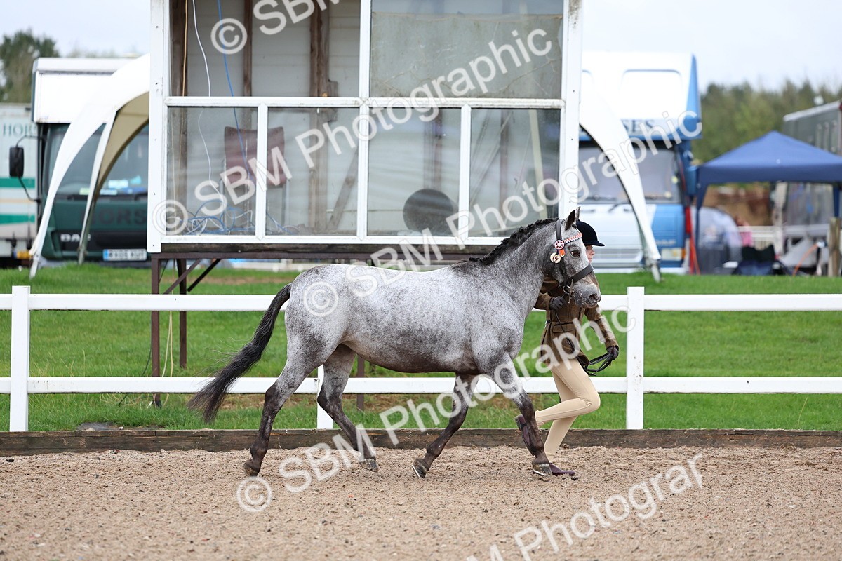 SBM_00235 - Class 13 - Young Handler