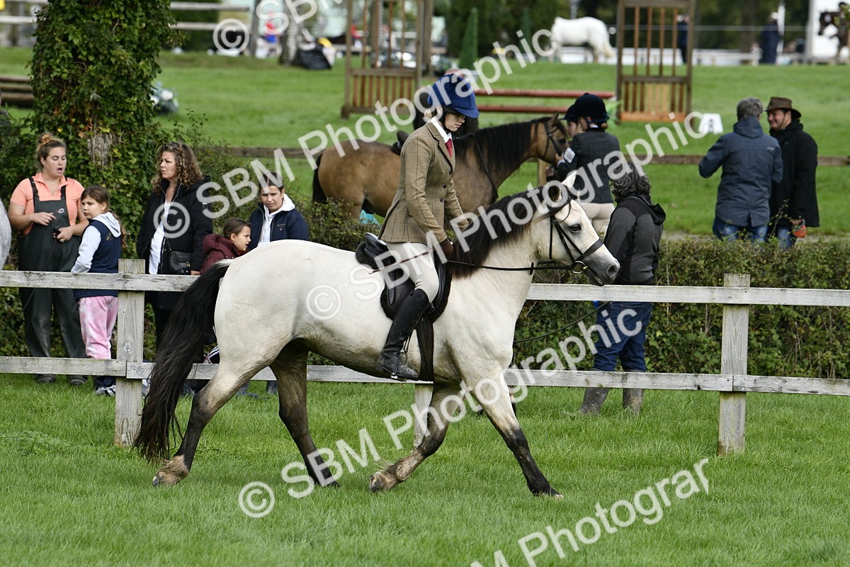 SBM_41565 - S32 - Mountain & Moorland Working Hunter Pony