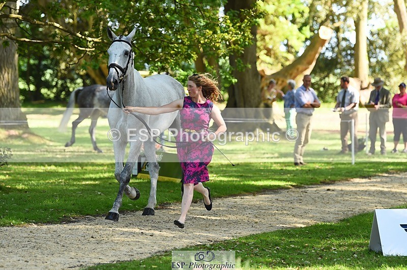 230524-162616-00863 - 102-BANDITO_VAN_POLDERZICHT-Grace_Taylor-WEDTrotUp+DR