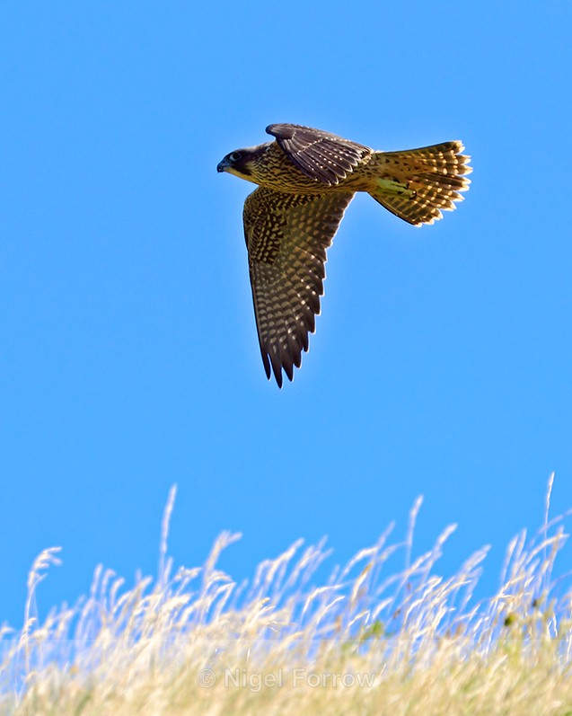 Peregrine (juvenile) in flight over long grass at Durlston - Peregrine Falcon