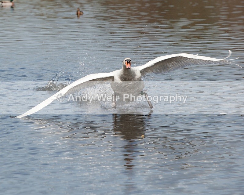20110410-IMG_1555 - Mute Swan