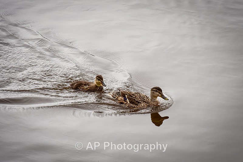 Female Mallard and chick-5489 - Aberystwyth Harbour and Marina