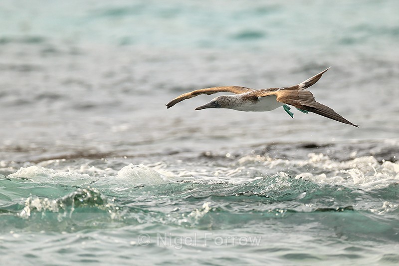Blue-footed Booby skims sea during dive, San Cristobal, Galapagos - Blue-footed Booby