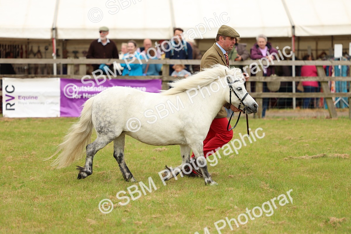 SBM_03540 - Class 58-67 - M&M Non Welsh Pony In hand