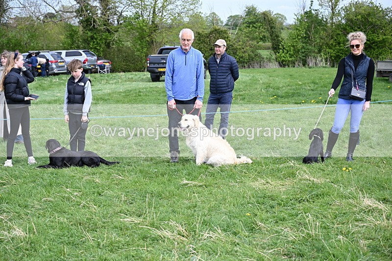 WJ6_8736 - Class 8 Best Working / Gun Dog or Bitch