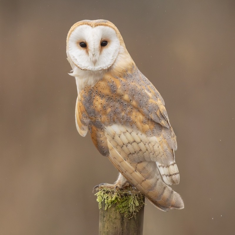 Home Barn Owl - Greeting Cards