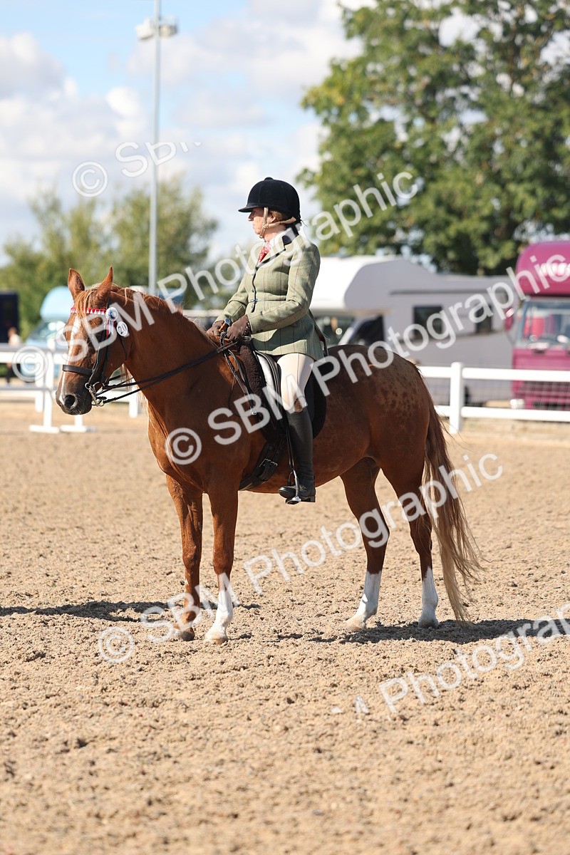 SBM_13086 - Class 305 - Ridden Foreign Breed Pure Bred