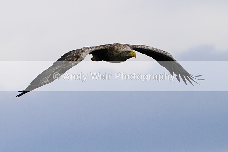 20120529-_MG_9252 - White Tailed Eagle