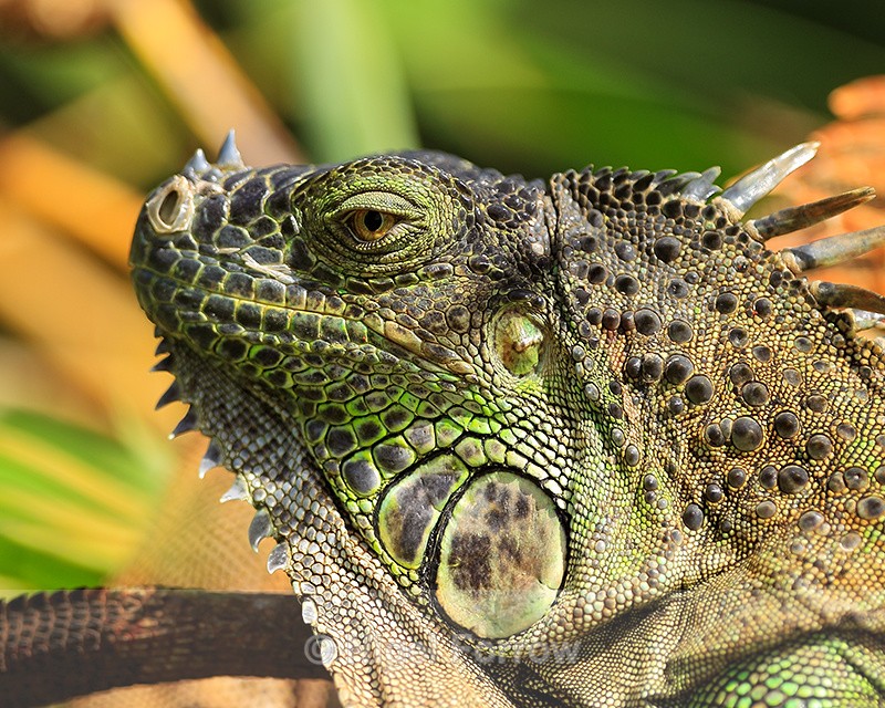 Green Iguana close-up, Costa Rica - REPTILES & AMPHIBIANS