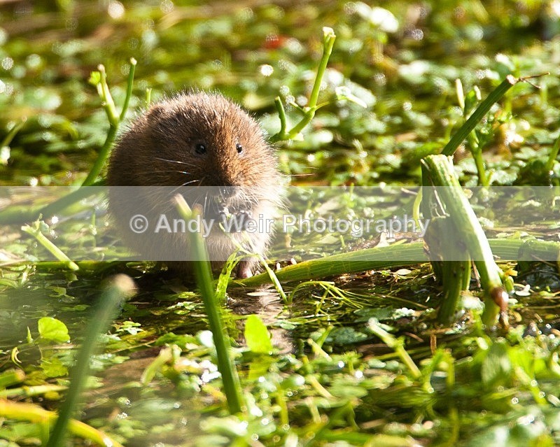 20090907-154 - Water Vole