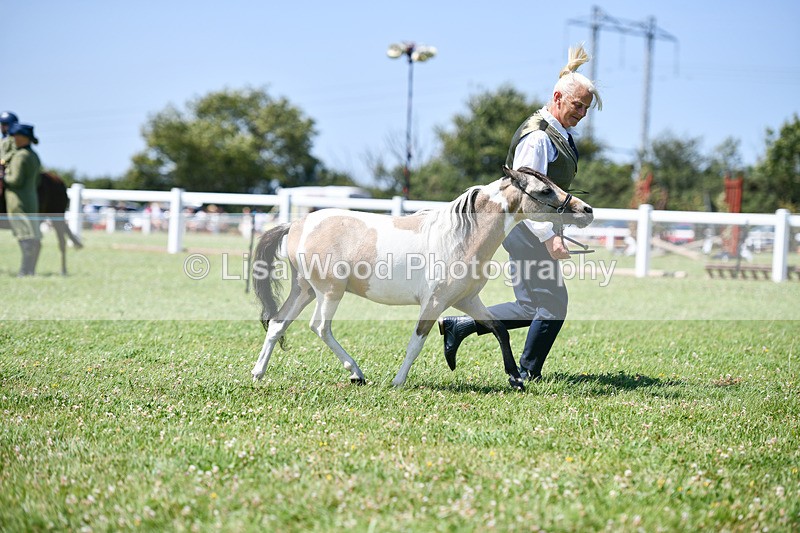 DSC_7047 - Class 60: Miniature Horse 2 & 3yr olds