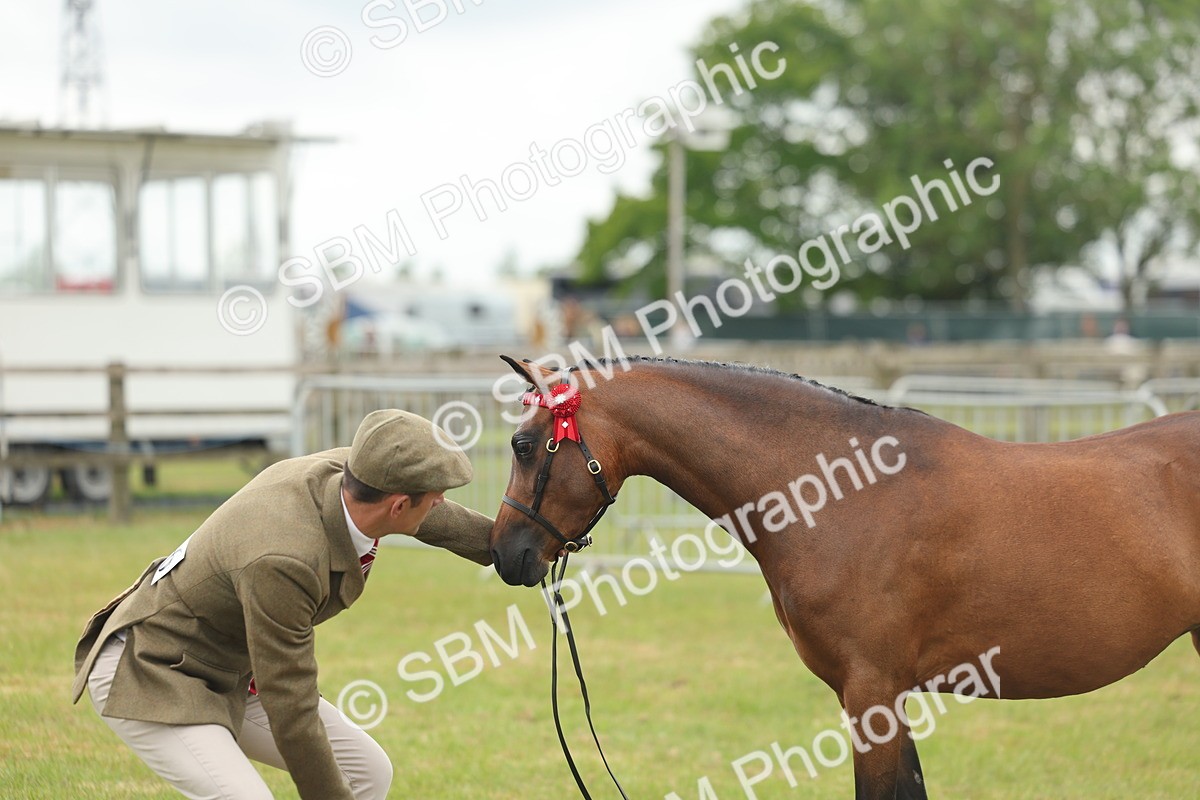 SBM_05573 - Class 68-73 - Riding Pony Breeding