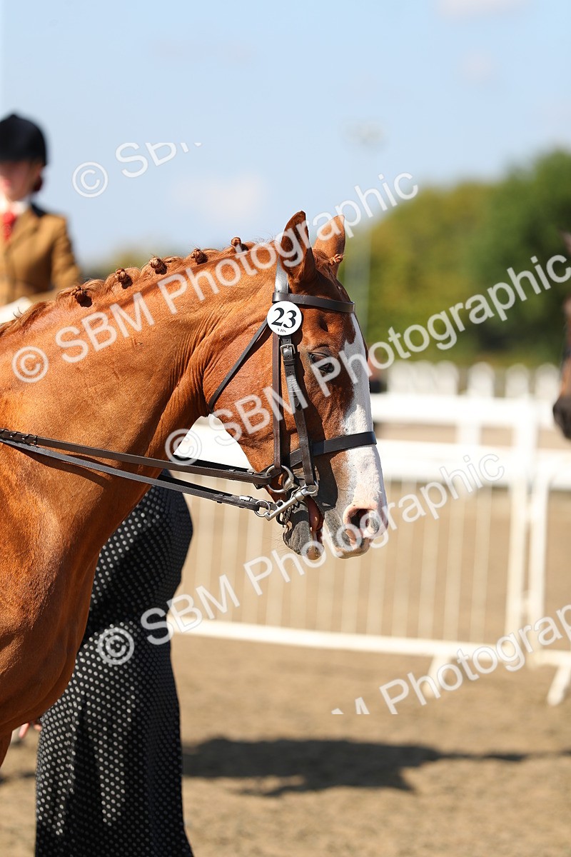SBM_02364 - Class 43 Ridden Competition Horse/Pony