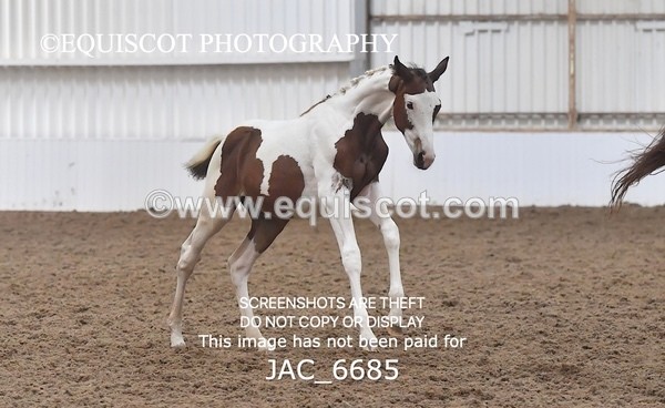 JAC_6685 - 15 Ziggy of Westoak