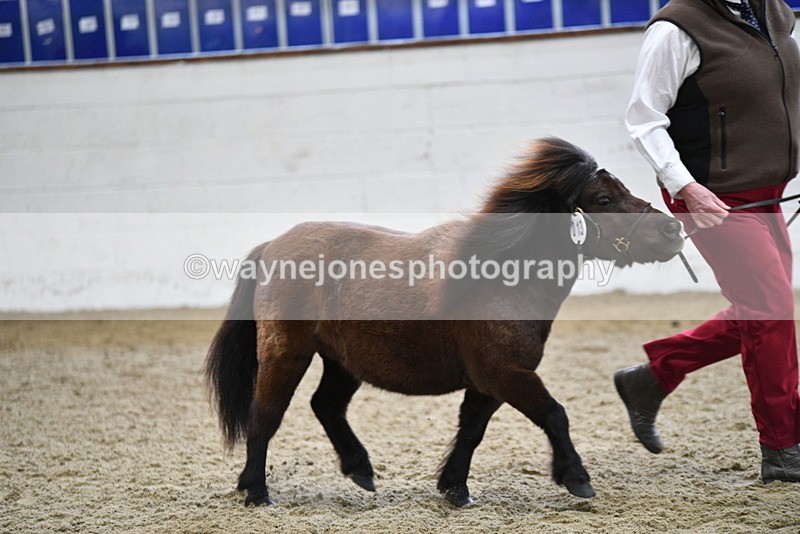 WJ5_5253 - Class 4 In hand M&M - small breeds