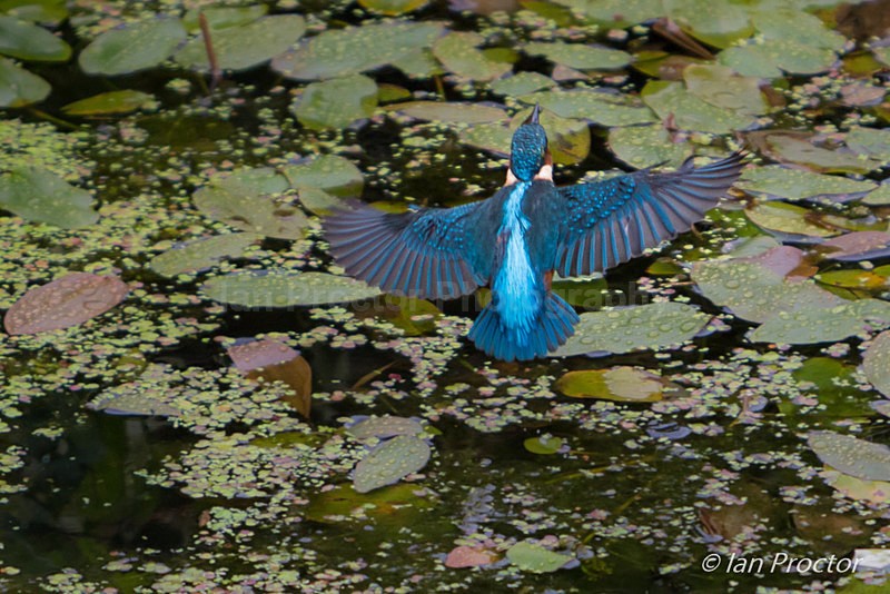 Kingfisher in Flight - Lagan Towpath, Belfast, N.Ireland. - Nature