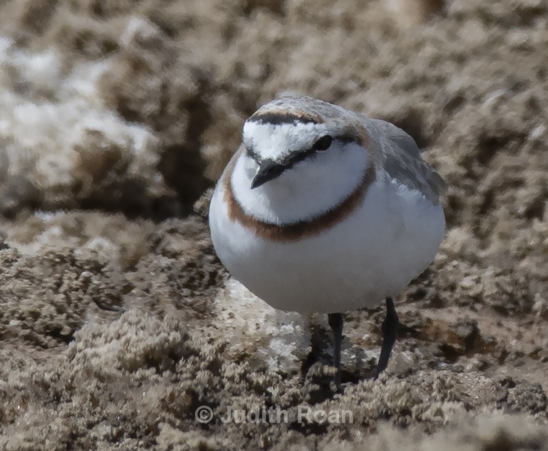 Chestnut-banded Plover - Namibia 2022