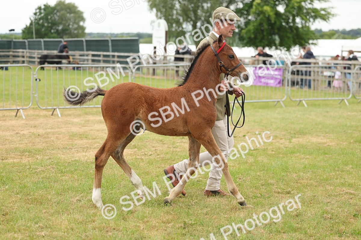 SBM_05539 - Class 68-73 - Riding Pony Breeding