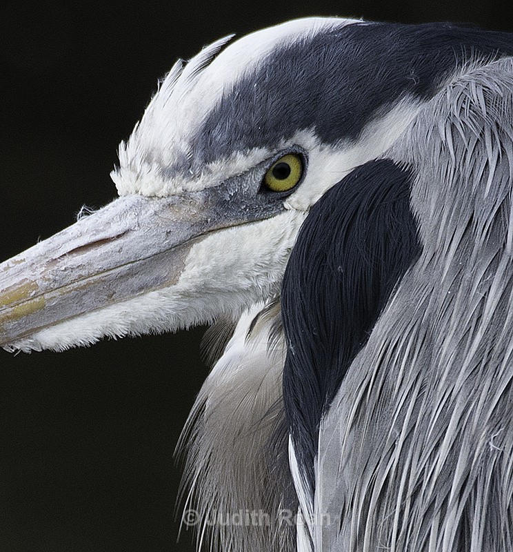 Great Blue Heron - Reifel Refuge