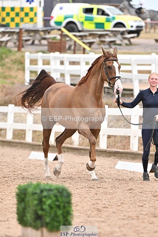 250716-161511-02519 - Trot Up 3.30 to 4.30