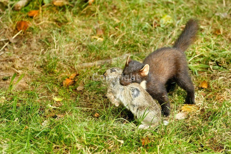 Pine Marten - Pine Marten