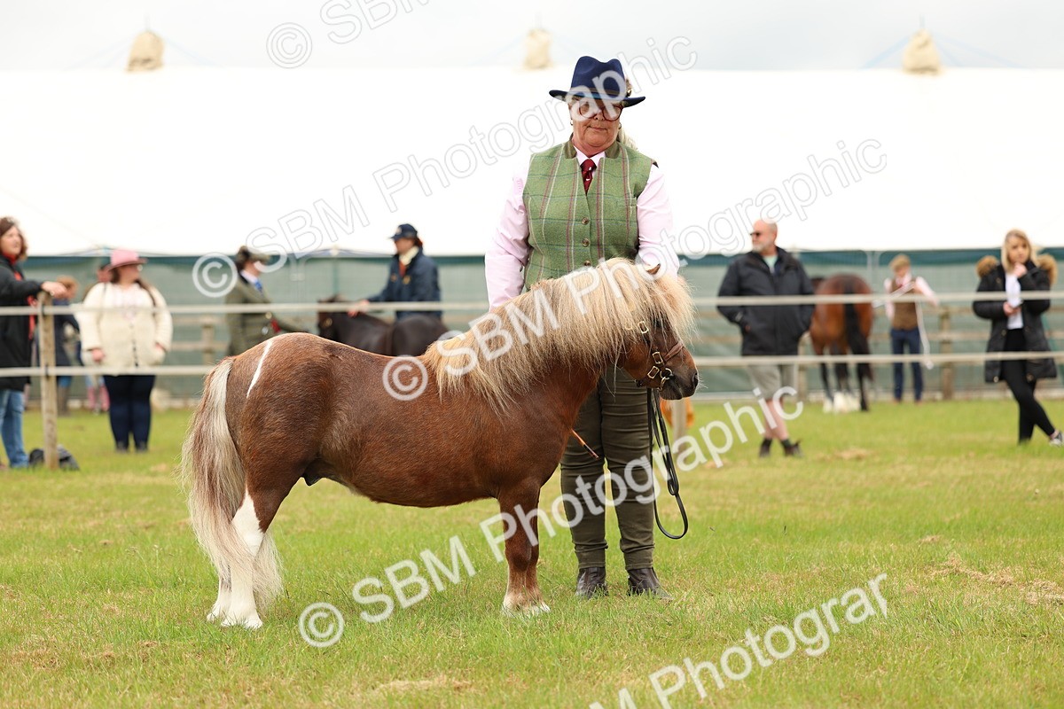 SBM_04474 - Class 64-67 - Shetland Pony In Hand