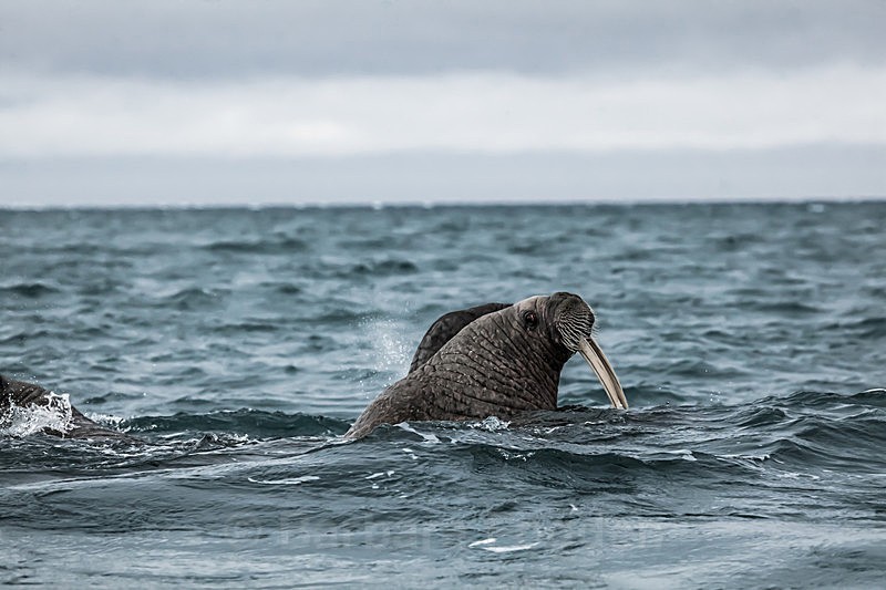 Walrus 8662 - Trip with MS Expedition August 2016