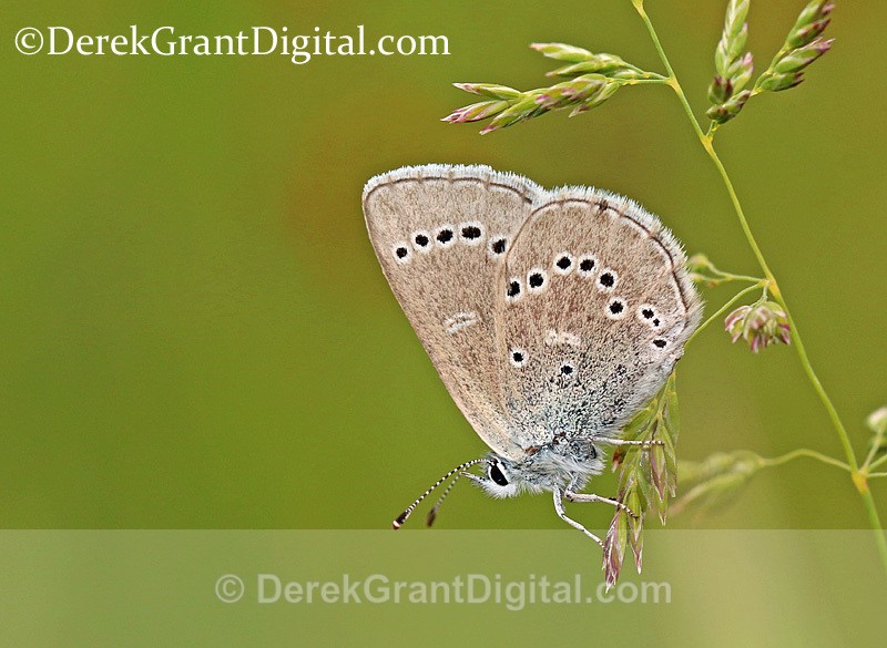 Glaucopsyche lygdamus Female