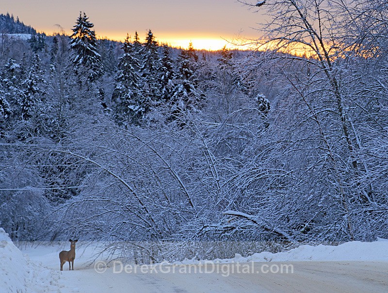 Cold & Curious - Winterscape