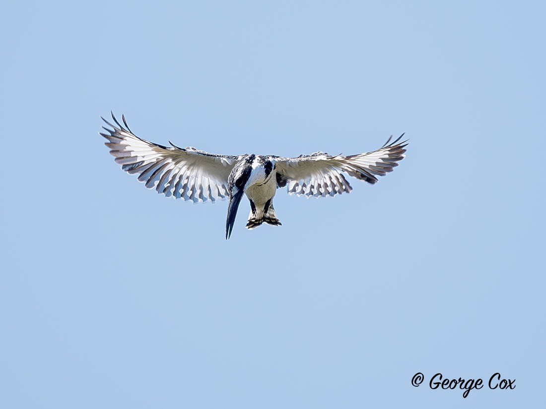 Pied Kingfisher hovering - Gambia 2025