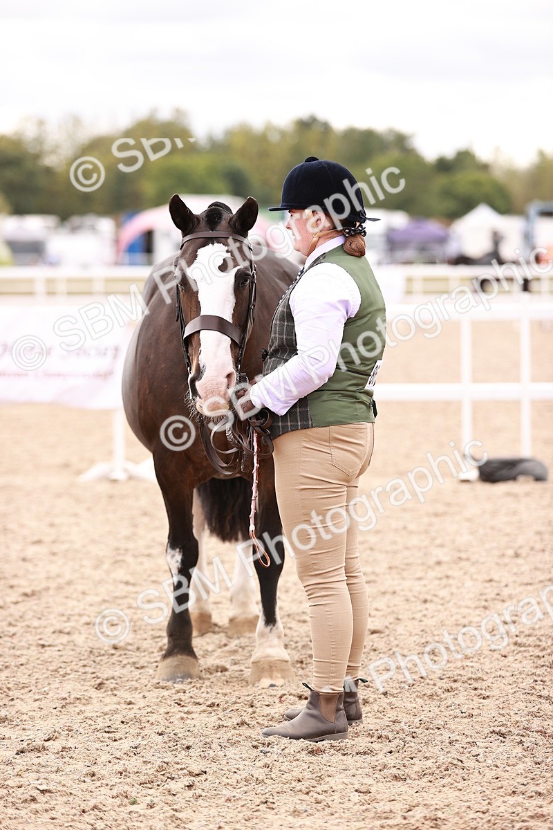 SBM_16119 - Class 411 - Prettiest Mare - (IH or Ridden Adult)