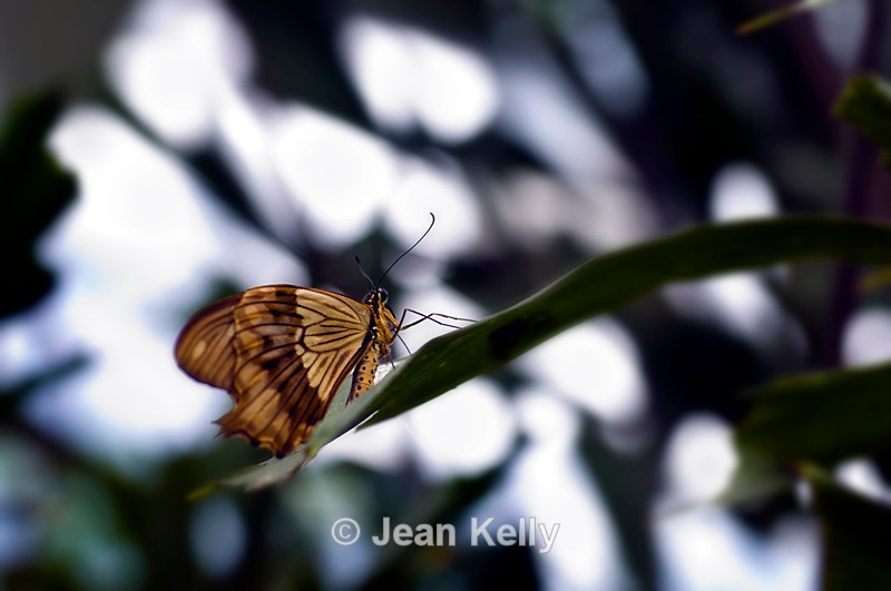 King Swallowtail Butterfly - DSC_4134 - Insects