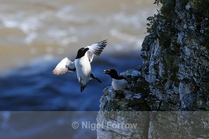 Razorbill approaching cliff ledge, Flamborough Head - Razorbill