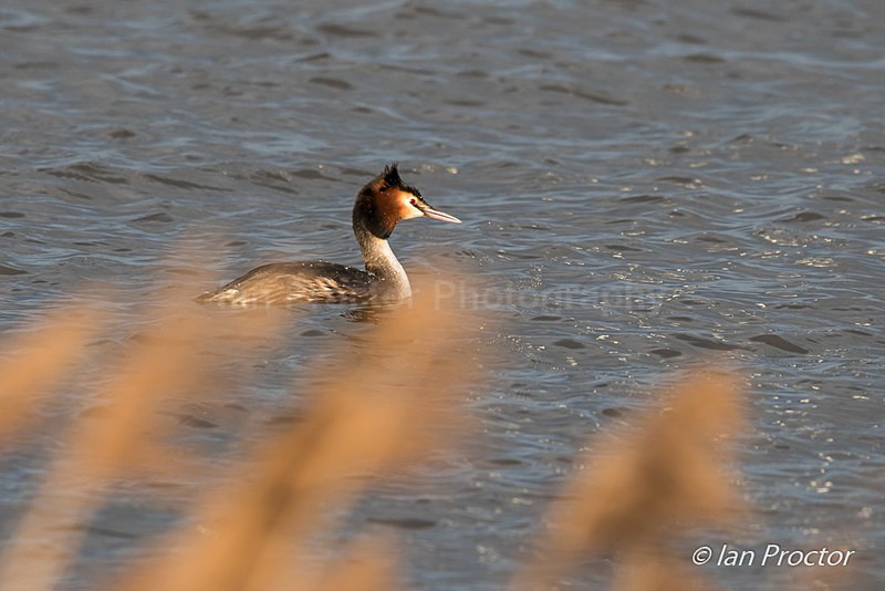 Great Crested Grebe in evening light - Nature