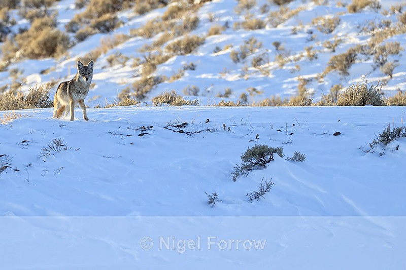 Coyote backlit, Soda Butte Canyon, Yellowstone - Coyote