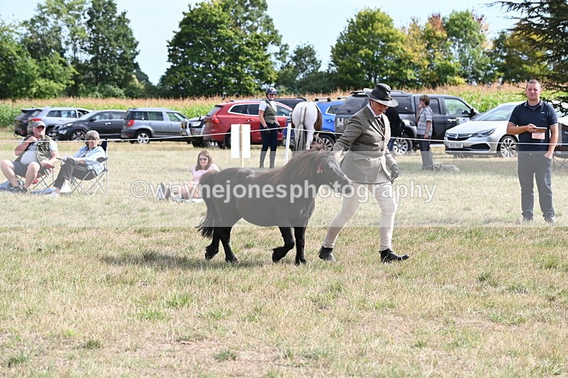 WJ6_7021 - Class 21 Shetland & Mini Horses