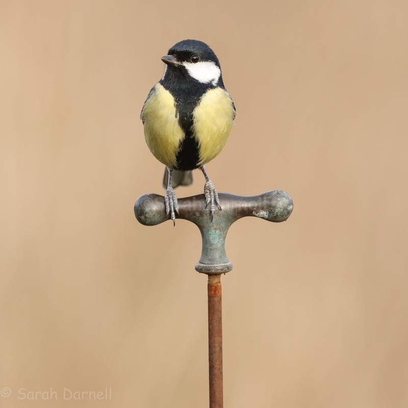 Top Tap Great Tit SD20262 - Greeting Cards