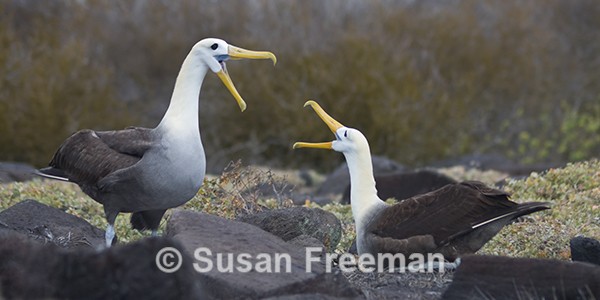 Waved Albatross Courtship - Nature